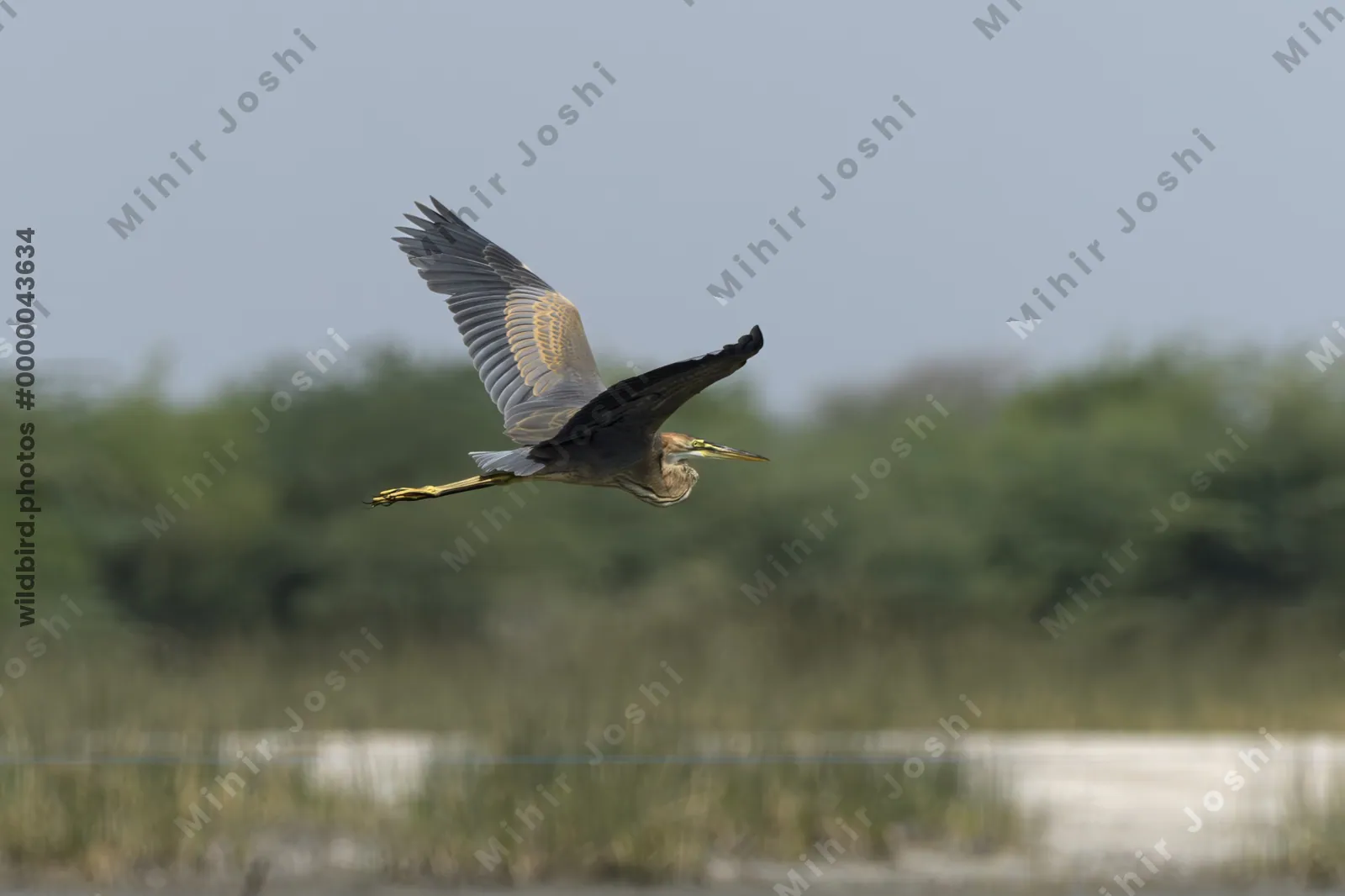 Purple Heron (Ardea purpurea) flying over wetland habitat near Nalsarovar in Gujarat, India.