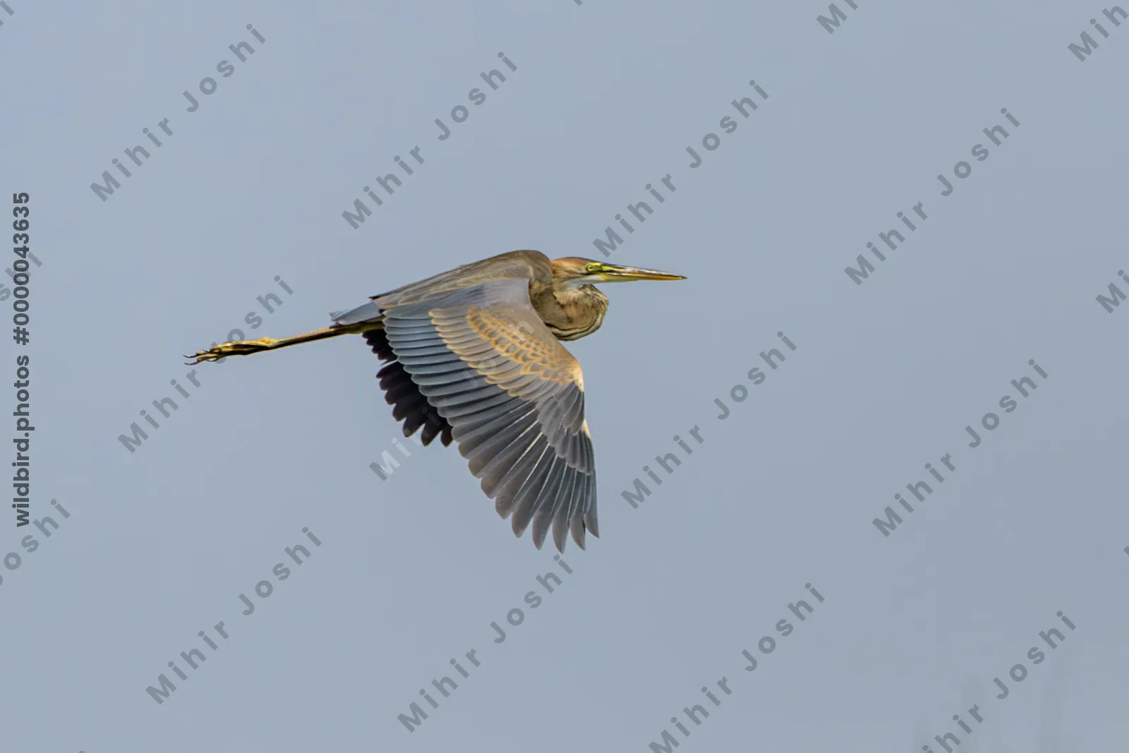 Purple Heron (Ardea purpurea) flying over wetland habitat near Nalsarovar in Gujarat, India.