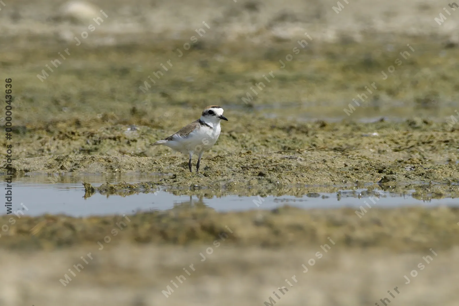 Kentish Plover (Anarhynchus alexandrinus) standing on a muddy wetland habitat near Nalsarovar in Gujarat, India.