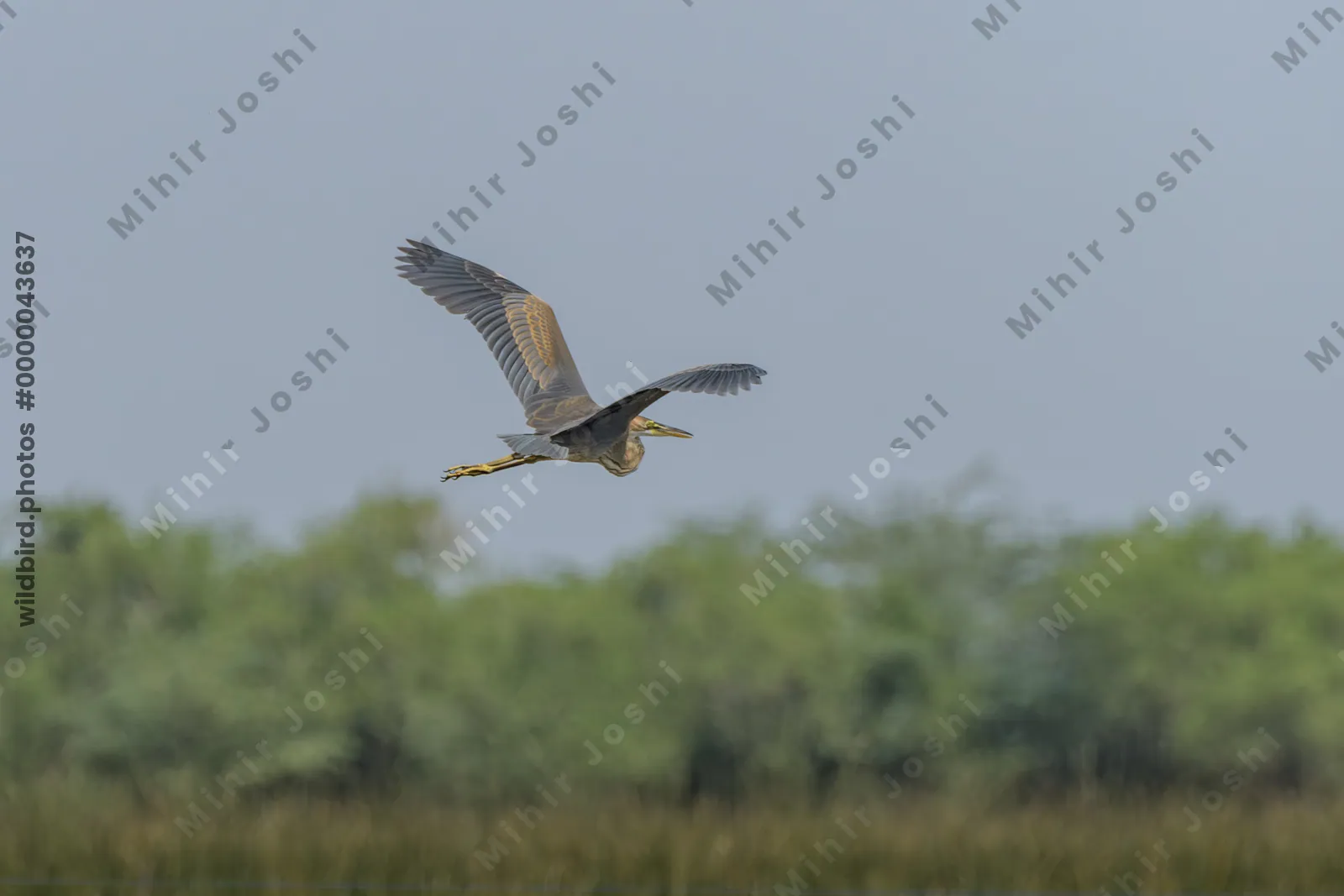 Purple Heron (Ardea purpurea) flying over wetland habitat near Nalsarovar in Gujarat, India.