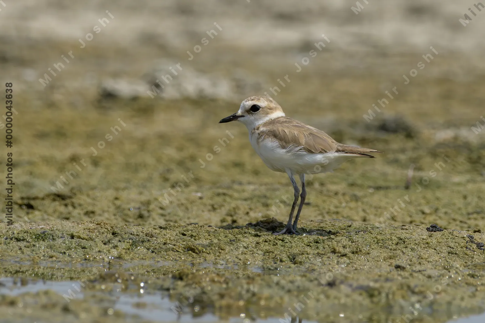 Greater Sand Plover (Anarhynchus leschenaultii) foraging on a muddy wetland habitat near Nalsarovar in Gujarat, India.