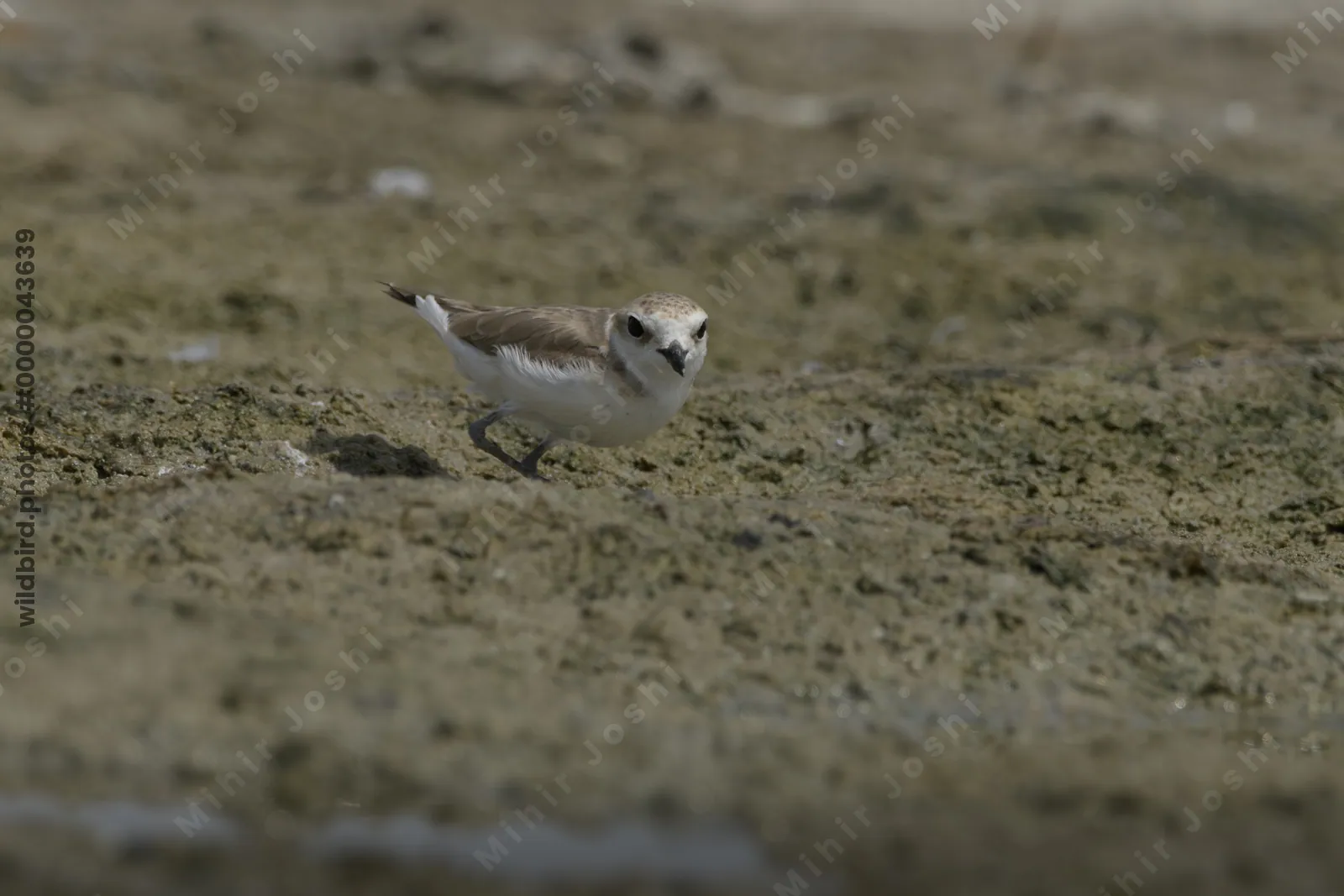 Greater Sand Plover (Anarhynchus leschenaultii) foraging on a muddy wetland habitat near Nalsarovar in Gujarat, India.