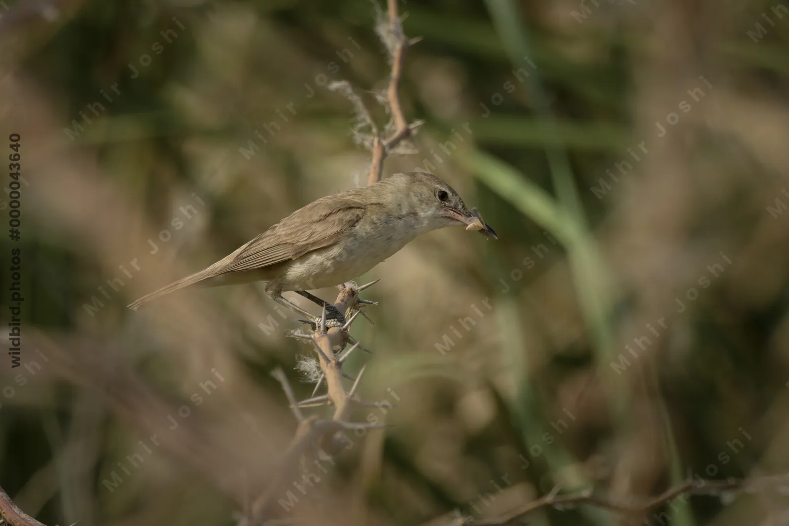 Clamorous Reed Warbler (Acrocephalus stentoreus) perched on thorny vegetation holding insect prey in a wetland habitat.