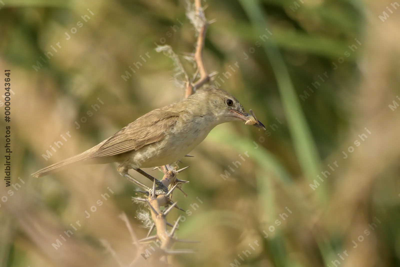 Clamorous Reed Warbler (Acrocephalus stentoreus) perched on thorny vegetation holding insect prey in a wetland habitat.