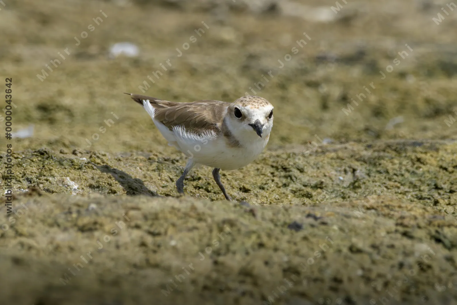 Greater Sand Plover (Anarhynchus leschenaultii) foraging on a muddy wetland habitat near Nalsarovar in Gujarat, India.