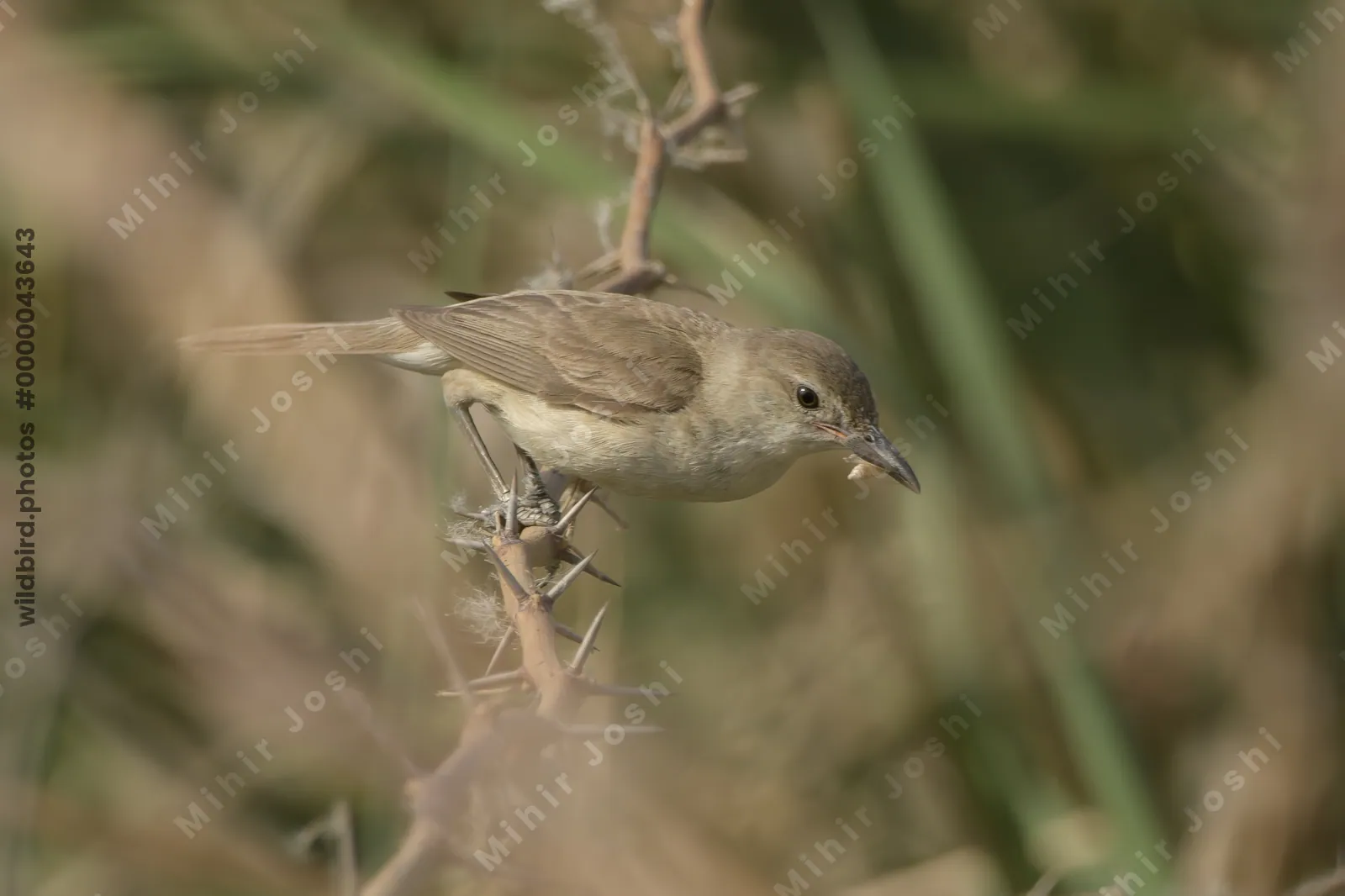 Clamorous Reed Warbler (Acrocephalus stentoreus) perched on thorny vegetation holding insect prey in a wetland habitat.