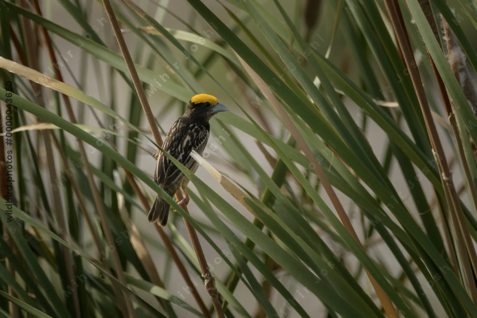 Black-breasted Weaver (Ploceus benghalensis) perched among wetland reeds at Nalsarovar Bird Sanctuary, Gujarat, India.