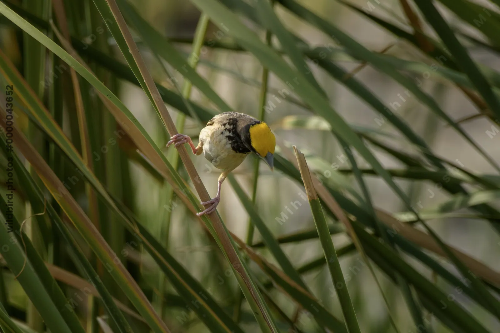 Black-breasted Weaver (Ploceus benghalensis) perched among wetland reeds at Nalsarovar Bird Sanctuary, Gujarat, India.