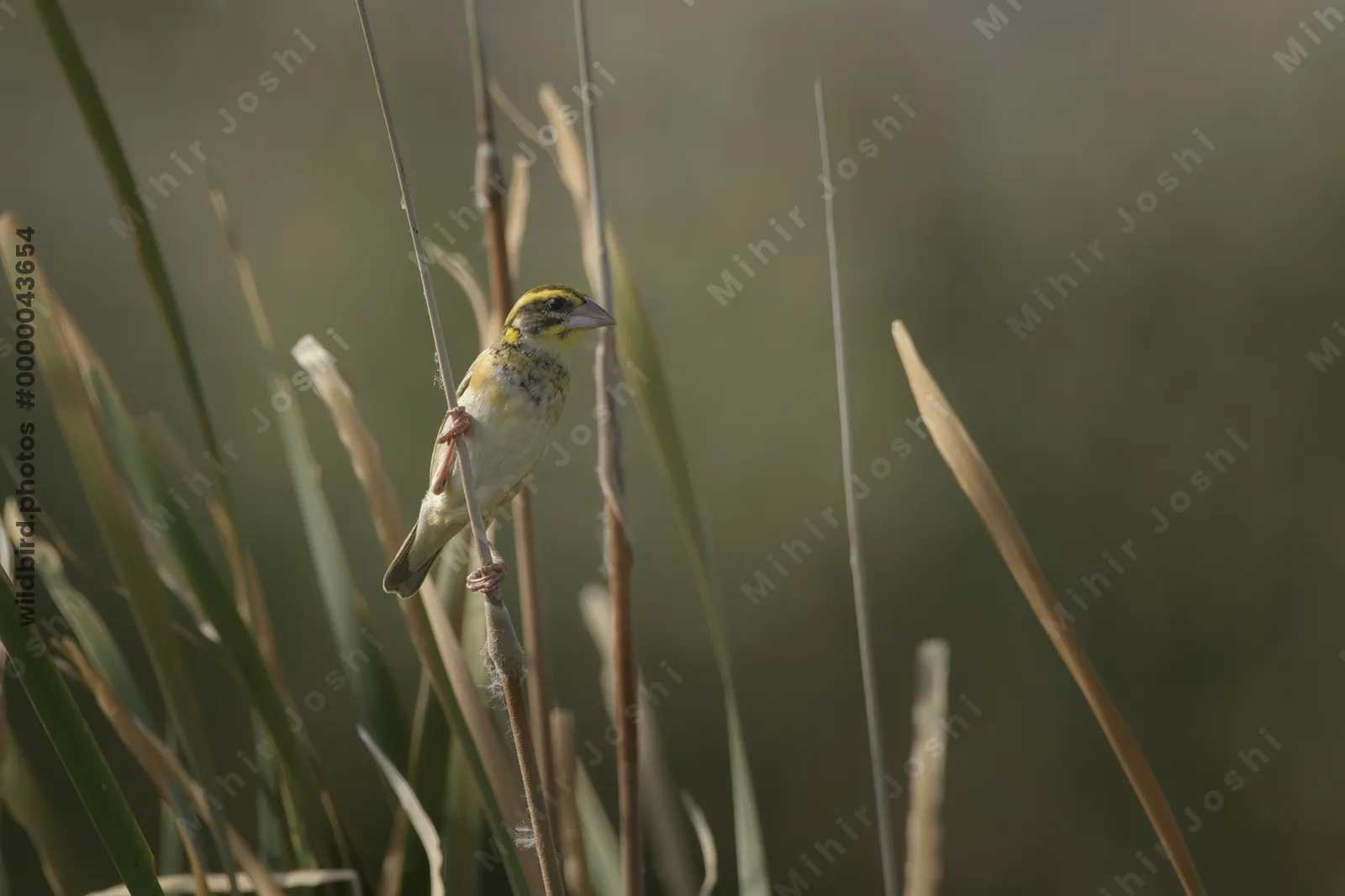 Black-breasted Weaver (Ploceus benghalensis) perched among wetland reeds at Nalsarovar Bird Sanctuary, Gujarat, India.