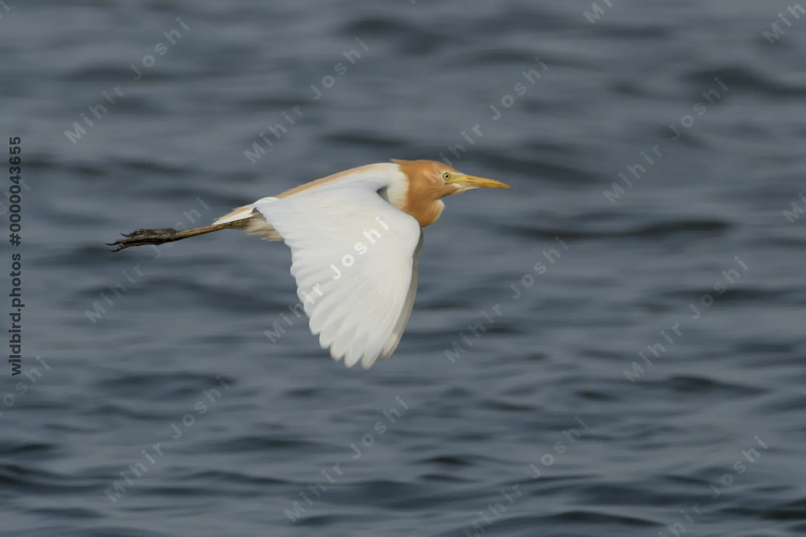 Cattle Egret (Bubulcus ibis) in breeding plumage flying over wetland waters in Gujarat, India.