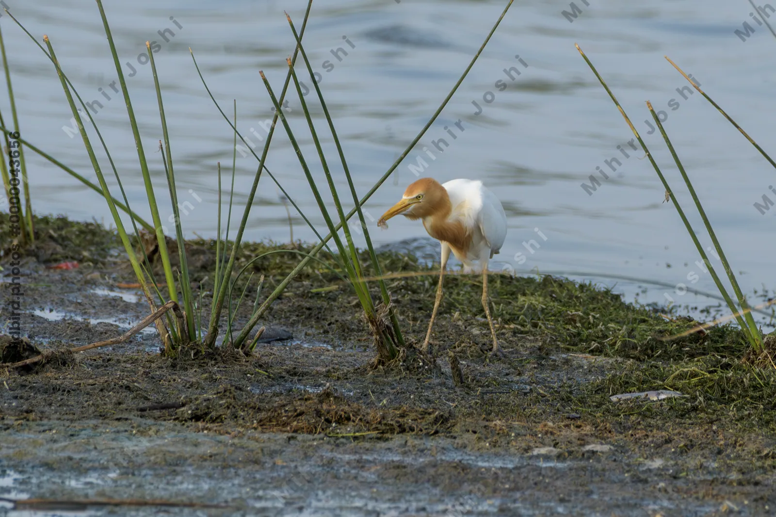 Cattle Egret (Bubulcus ibis) holding captured prey near shallow wetland waters in Gujarat, India.