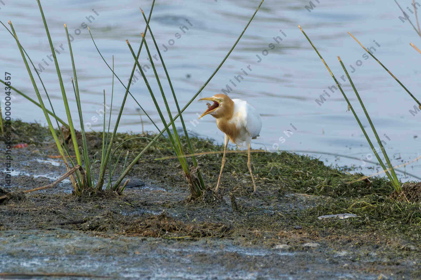 Cattle Egret (Bubulcus ibis) tossing captured prey near shallow wetland waters in Gujarat, India.