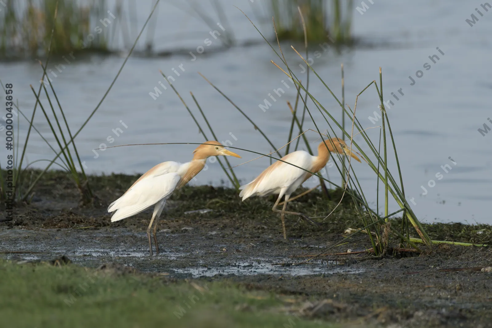 Two Cattle Egrets (Bubulcus ibis) foraging along shallow wetland margins in Gujarat, India.