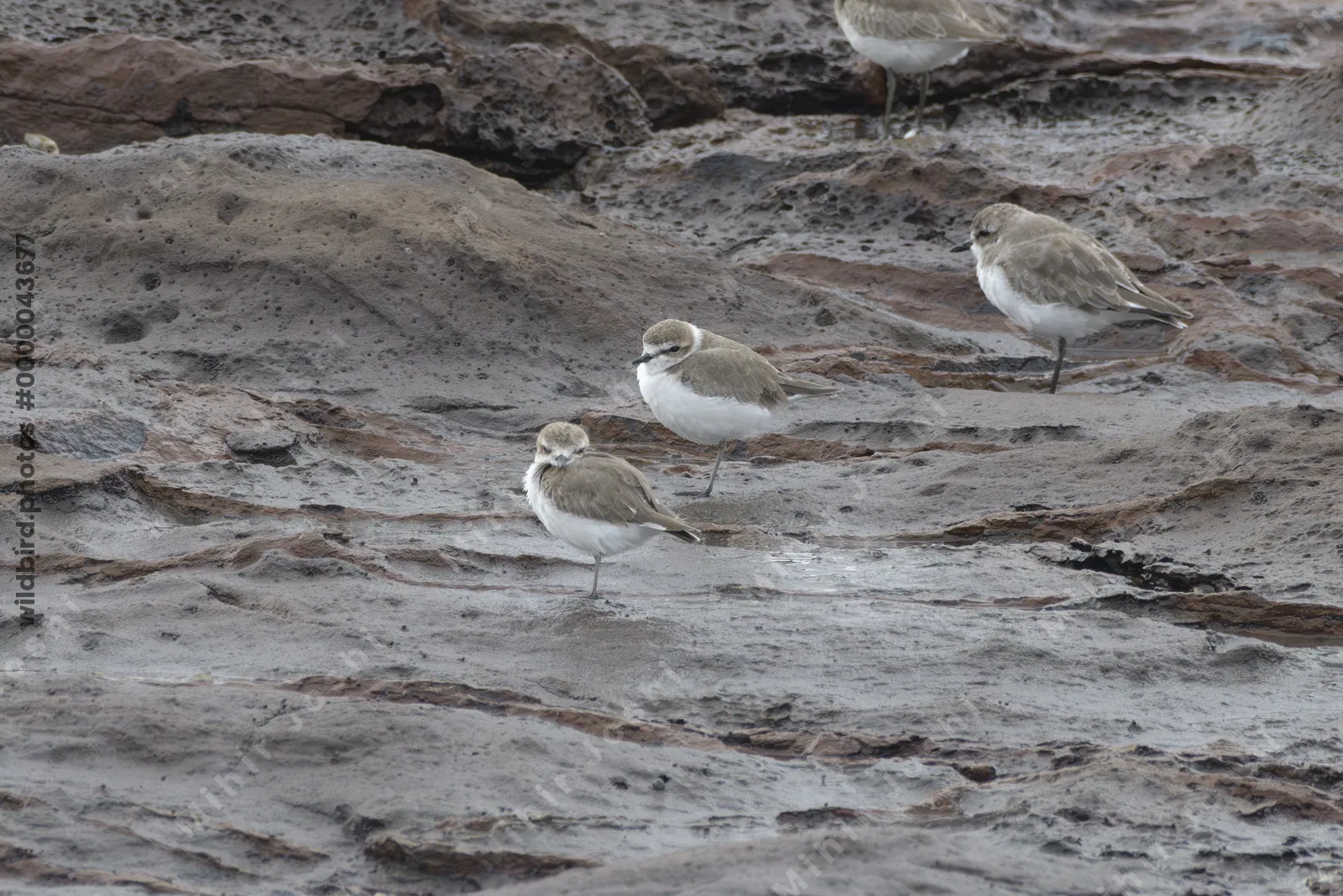 Greater Sand Plovers (Charadrius leschenaultii) resting on coastal rocks at Erangal Beach near Mumbai, Maharashtra, India.