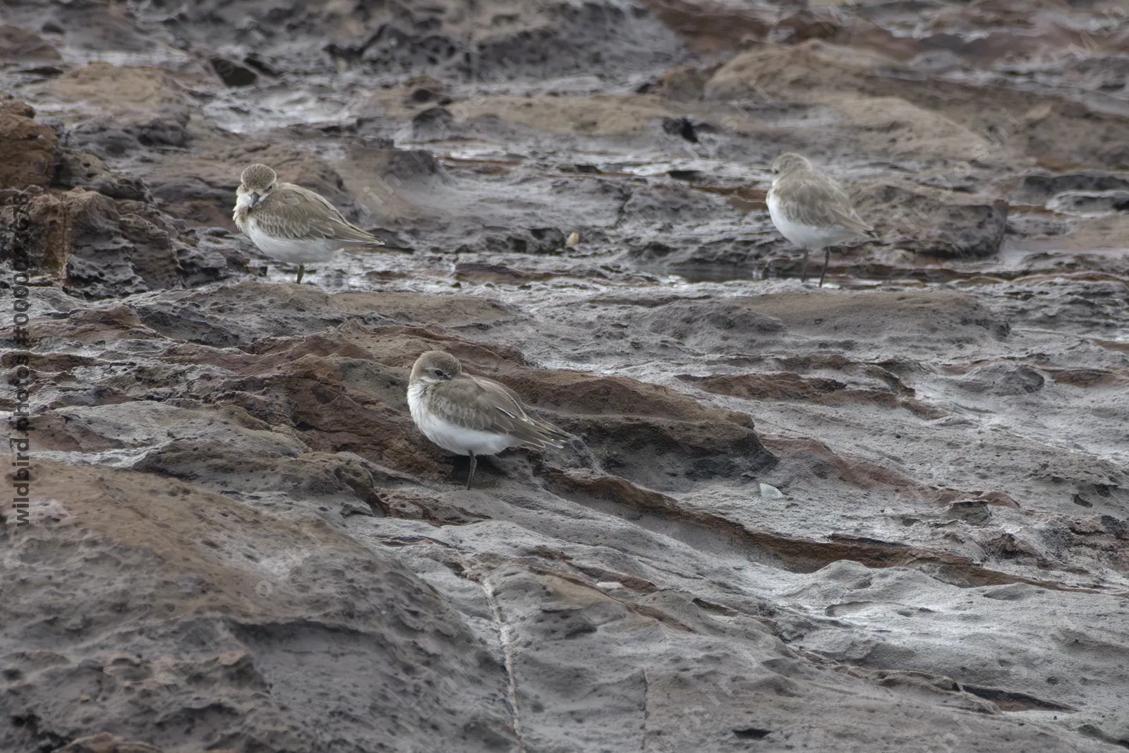 Greater Sand Plovers (Charadrius leschenaultii) resting on coastal rocks at Erangal Beach near Mumbai, Maharashtra, India.