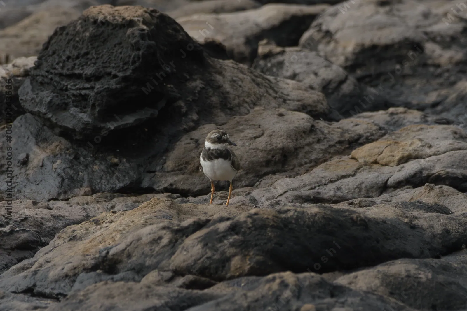 Common Ringed Plover (Charadrius hiaticula) standing on rocky coastal habitat at Erangal Beach in Maharashtra, India.