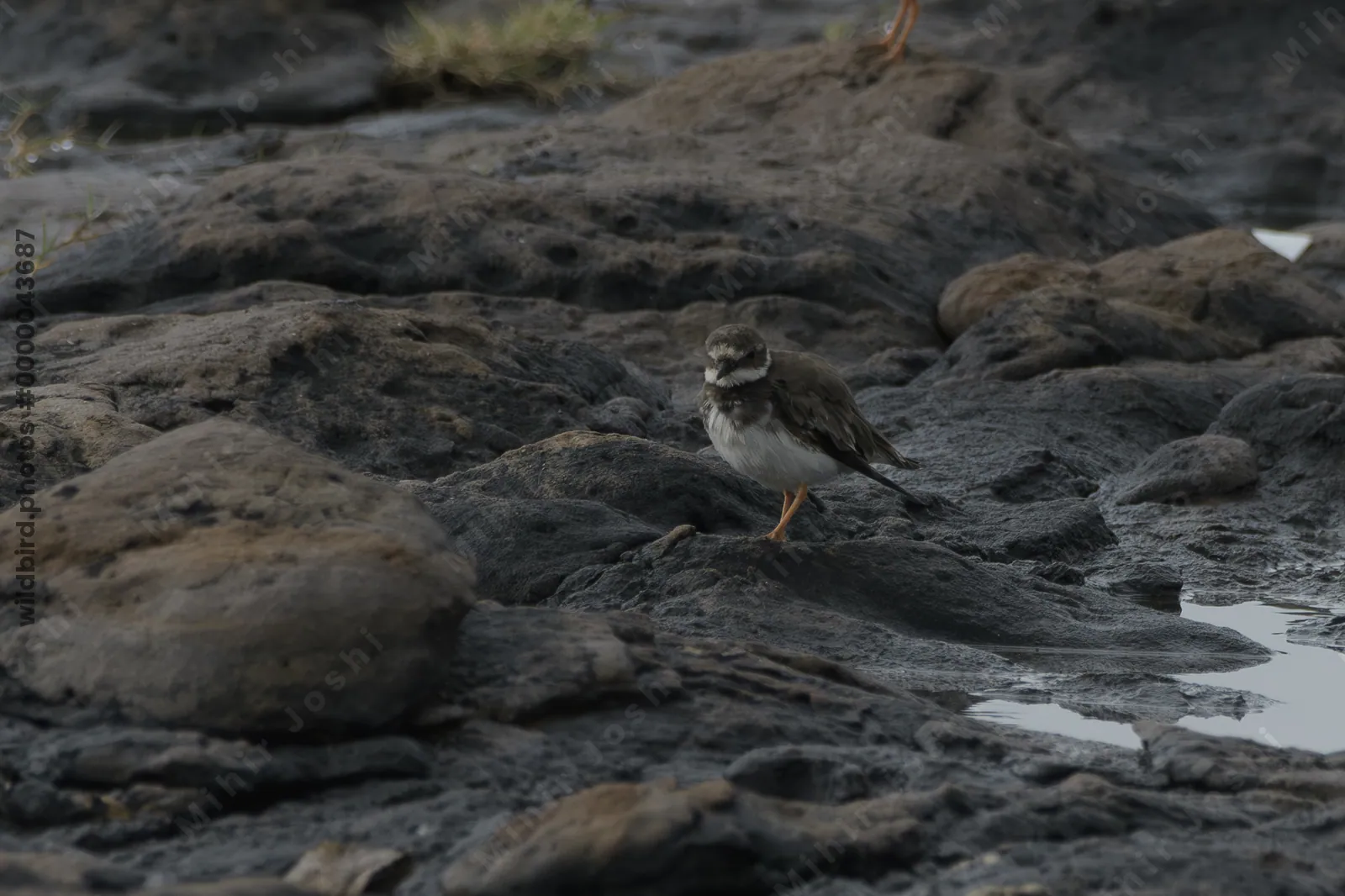 Common Ringed Plover (Charadrius hiaticula) standing on rocky coastal habitat at Erangal Beach in Maharashtra, India.