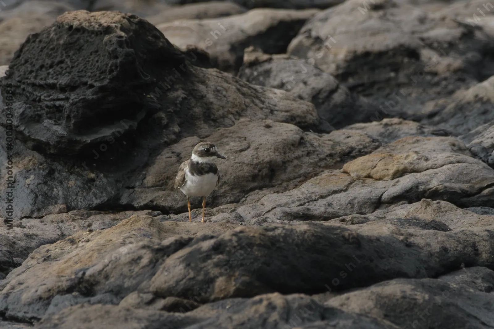 Common Ringed Plover (Charadrius hiaticula) standing on rocky coastal habitat at Erangal Beach in Maharashtra, India.
