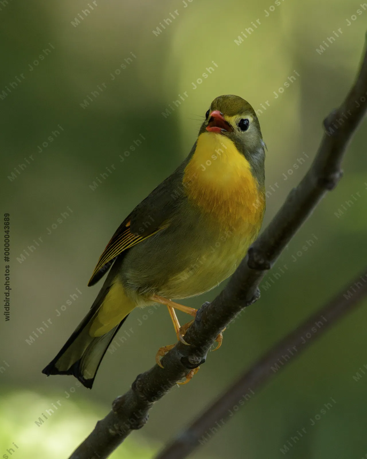 Red-billed Leiothrix (Leiothrix lutea, Leiothrichidae) perched on branch, Janjehli, Himachal Pradesh, India