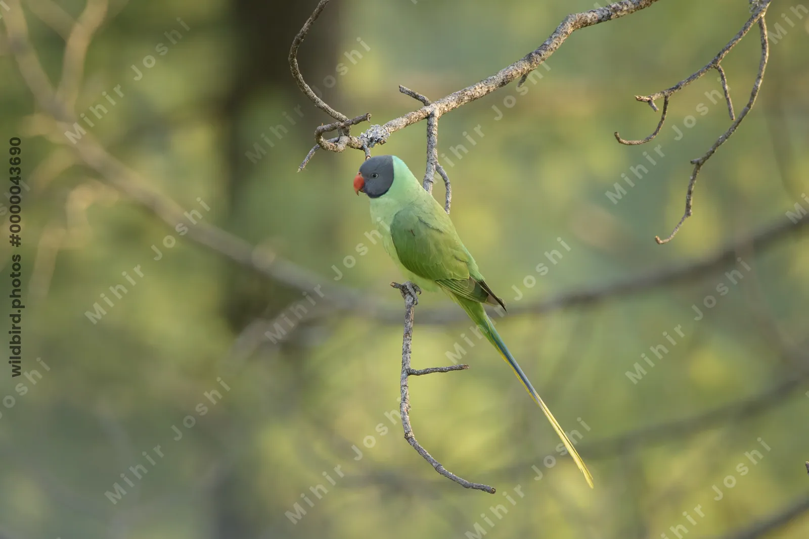Slaty-headed Parakeet (Psittacula himalayana, Psittaculidae) perched on branch, Janjehli, Himachal Pradesh, India