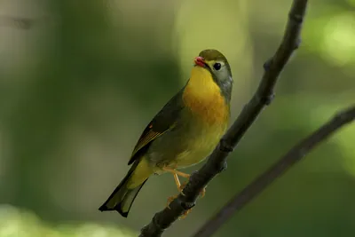 Red-billed Leiothrix (Leiothrix lutea, Leiothrichidae) perched on branch, Janjehli, Himachal Pradesh, India