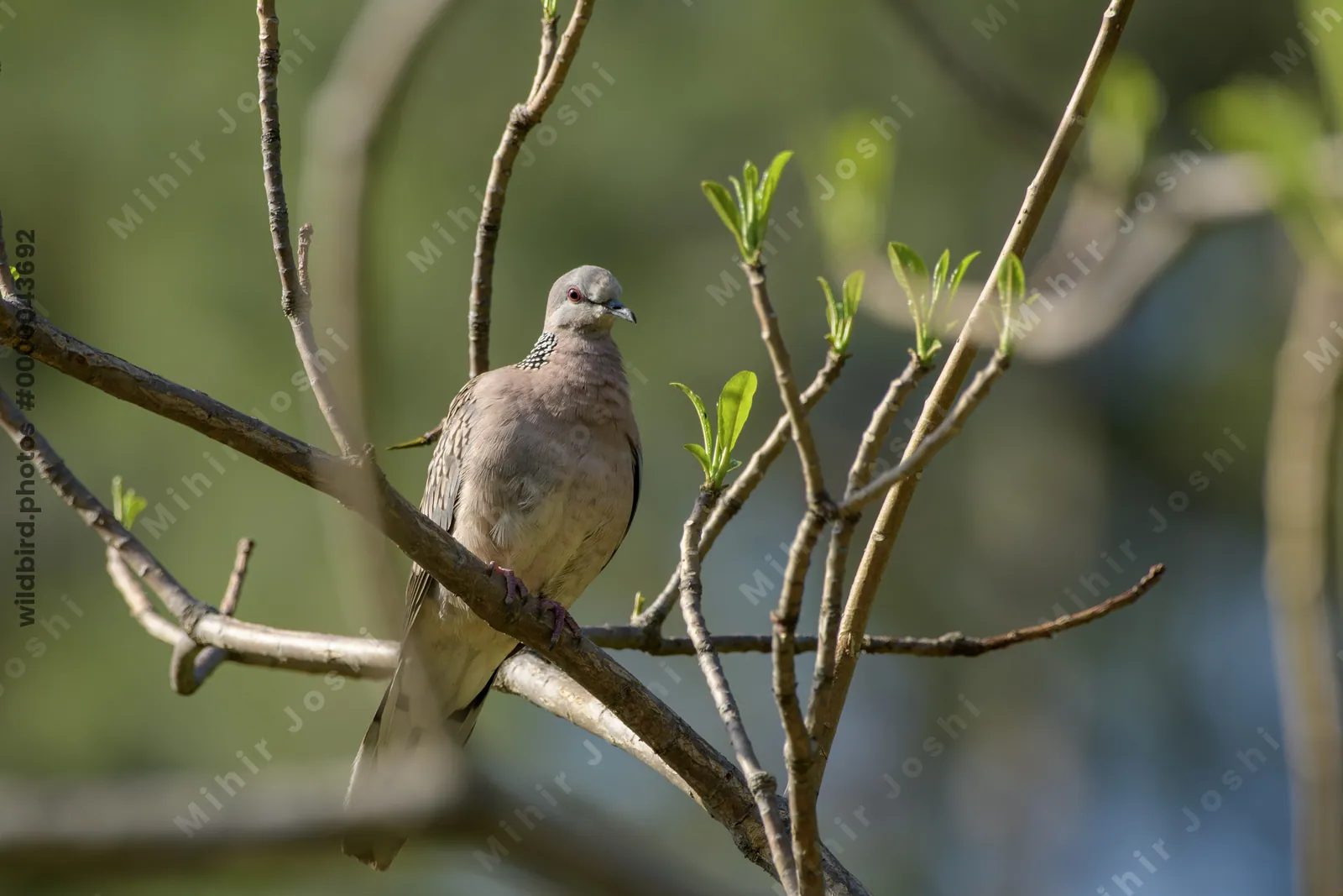 Spotted Dove (Spilopelia chinensis, Columbidae) perched on branch, Janjehli, Himachal Pradesh, India