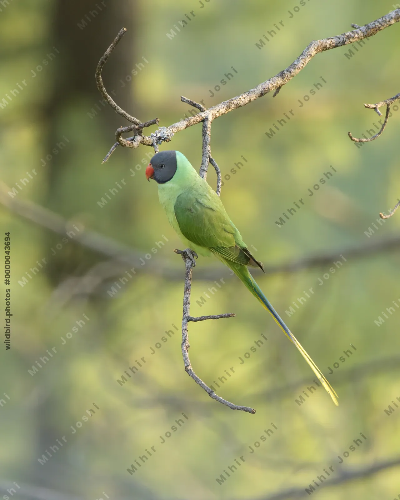 Slaty-headed Parakeet (Psittacula himalayana, Psittaculidae) perched on branch, Janjehli, Himachal Pradesh, India