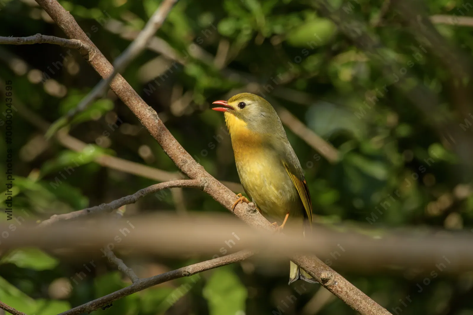 Red-billed Leiothrix (Leiothrix lutea, Leiothrichidae) perched on branch, Janjehli, Himachal Pradesh, India