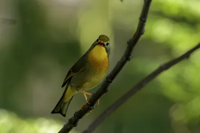 Red-billed Leiothrix (Leiothrix lutea, Leiothrichidae) perched on branch, Janjehli, Himachal Pradesh, India