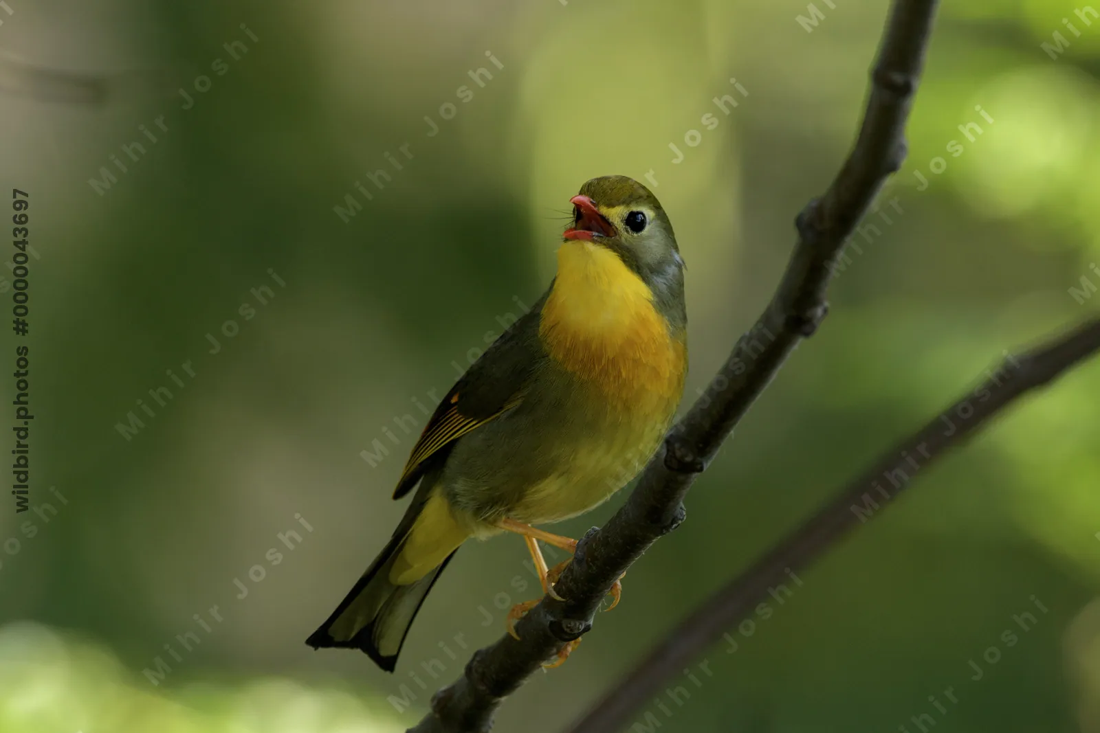 Red-billed Leiothrix (Leiothrix lutea, Leiothrichidae) perched on branch, Janjehli, Himachal Pradesh, India