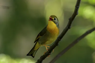 Red-billed Leiothrix (Leiothrix lutea, Leiothrichidae) perched on branch, Janjehli, Himachal Pradesh, India