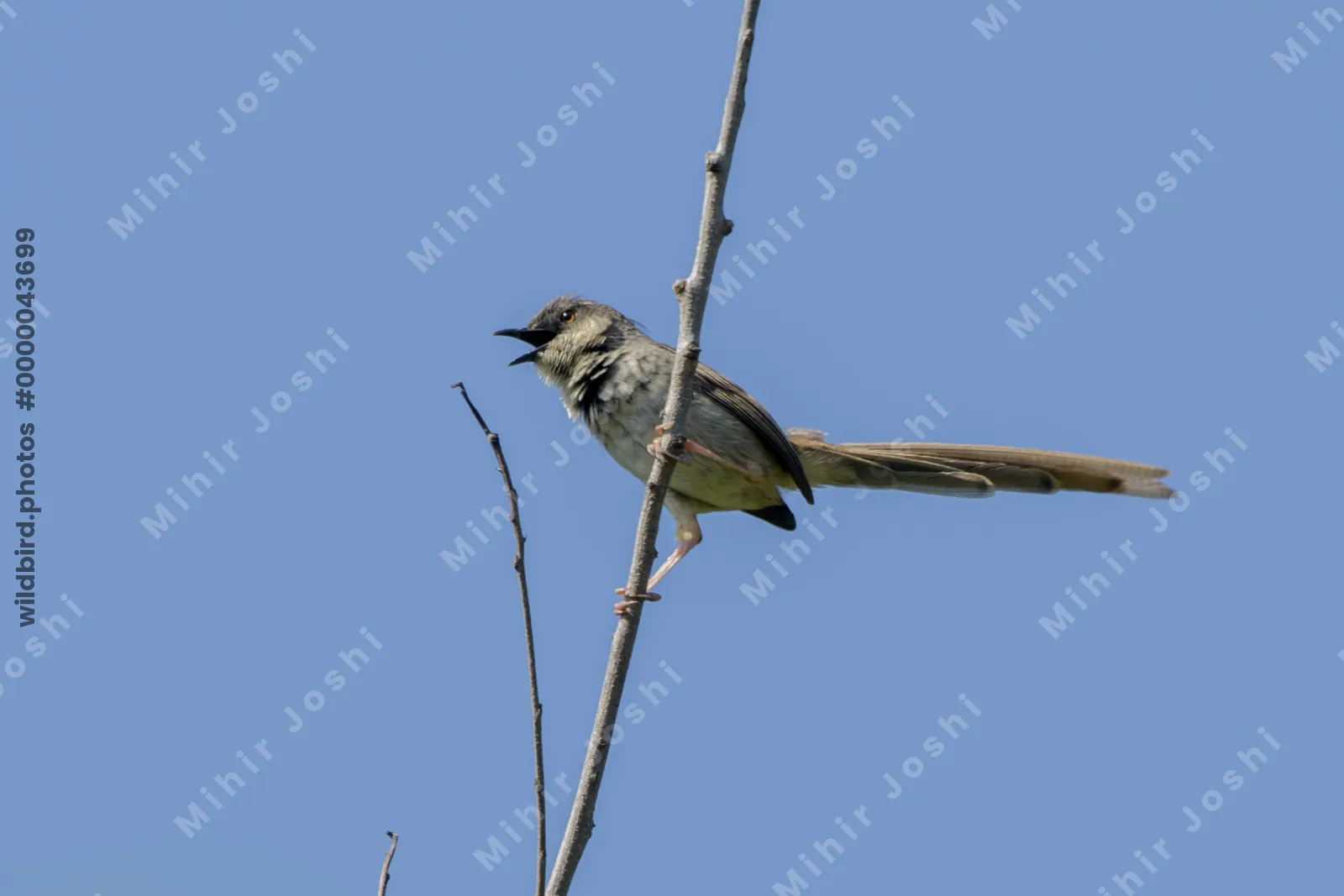 Himalayan Prinia (Prinia crinigera, Cisticolidae) in Janjehli, Himachal Pradesh, India