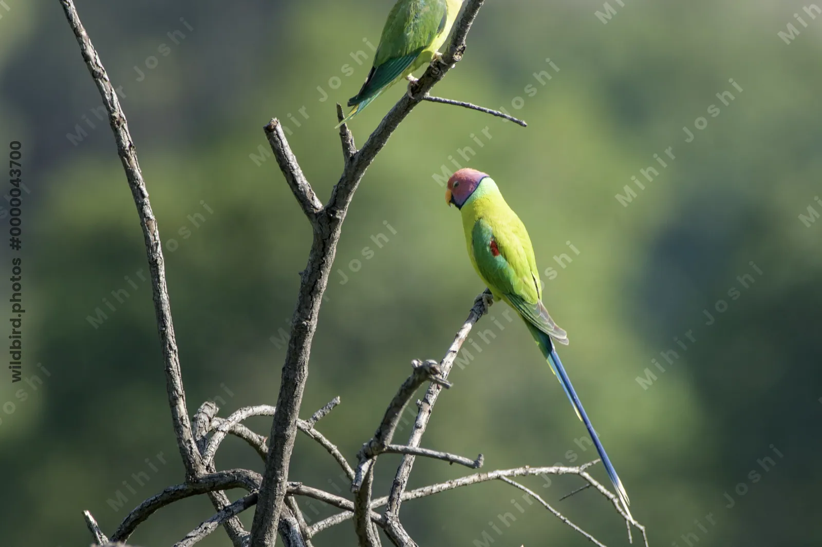 Plum-headed Parakeet (Psittacula cyanocephala, Psittaculidae) perched on branch, Janjehli, Himachal Pradesh, India