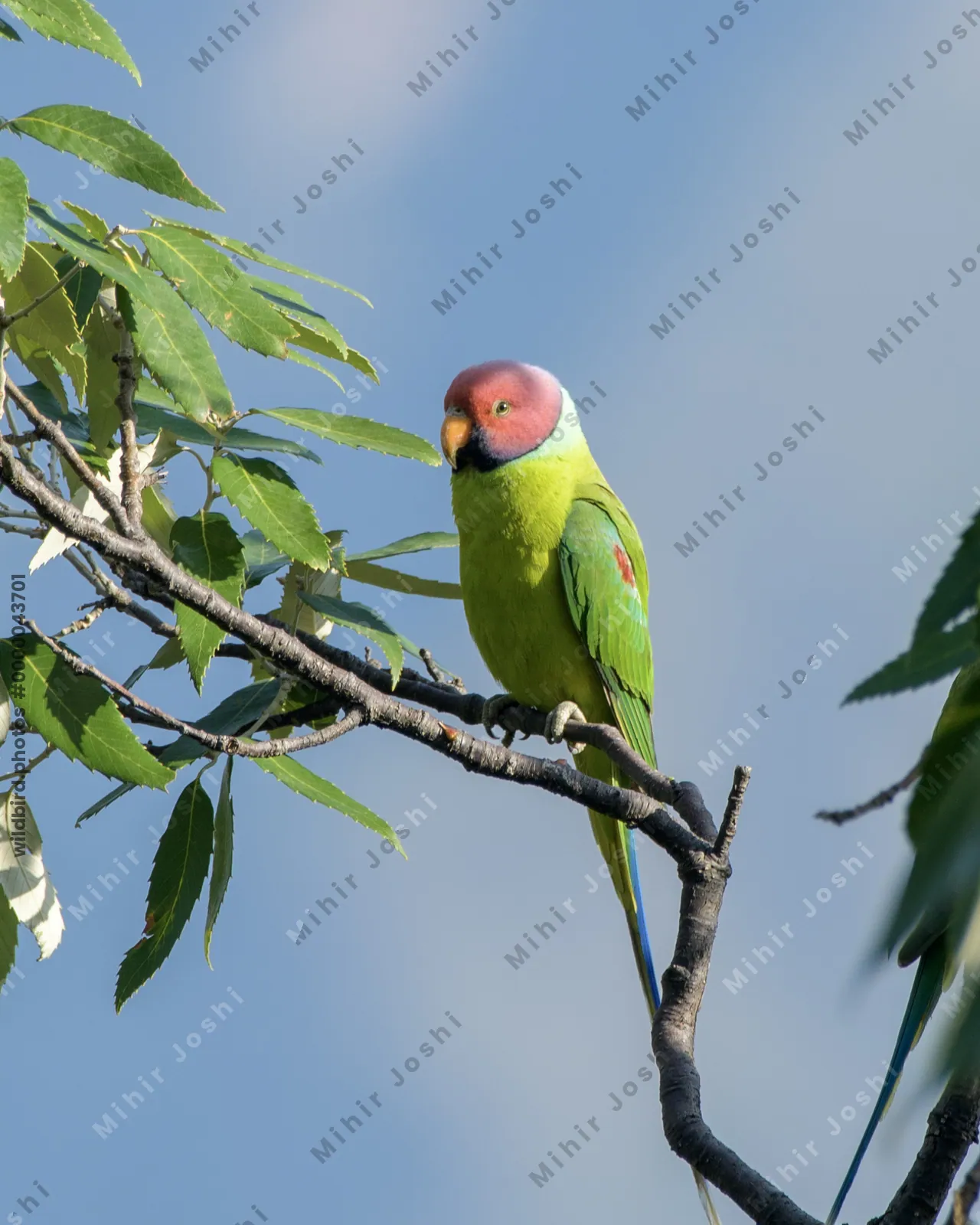 Plum-headed Parakeet (Psittacula cyanocephala, Psittaculidae) perched on branch, Janjehli, Himachal Pradesh, India