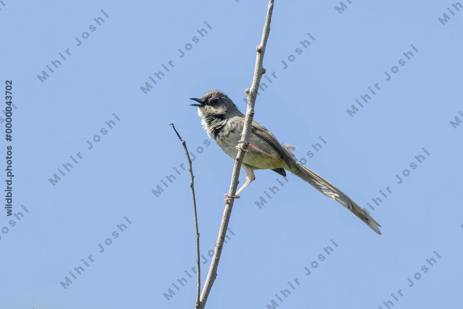 Himalayan Prinia (Prinia crinigera, Cisticolidae) in Janjehli, Himachal Pradesh, India