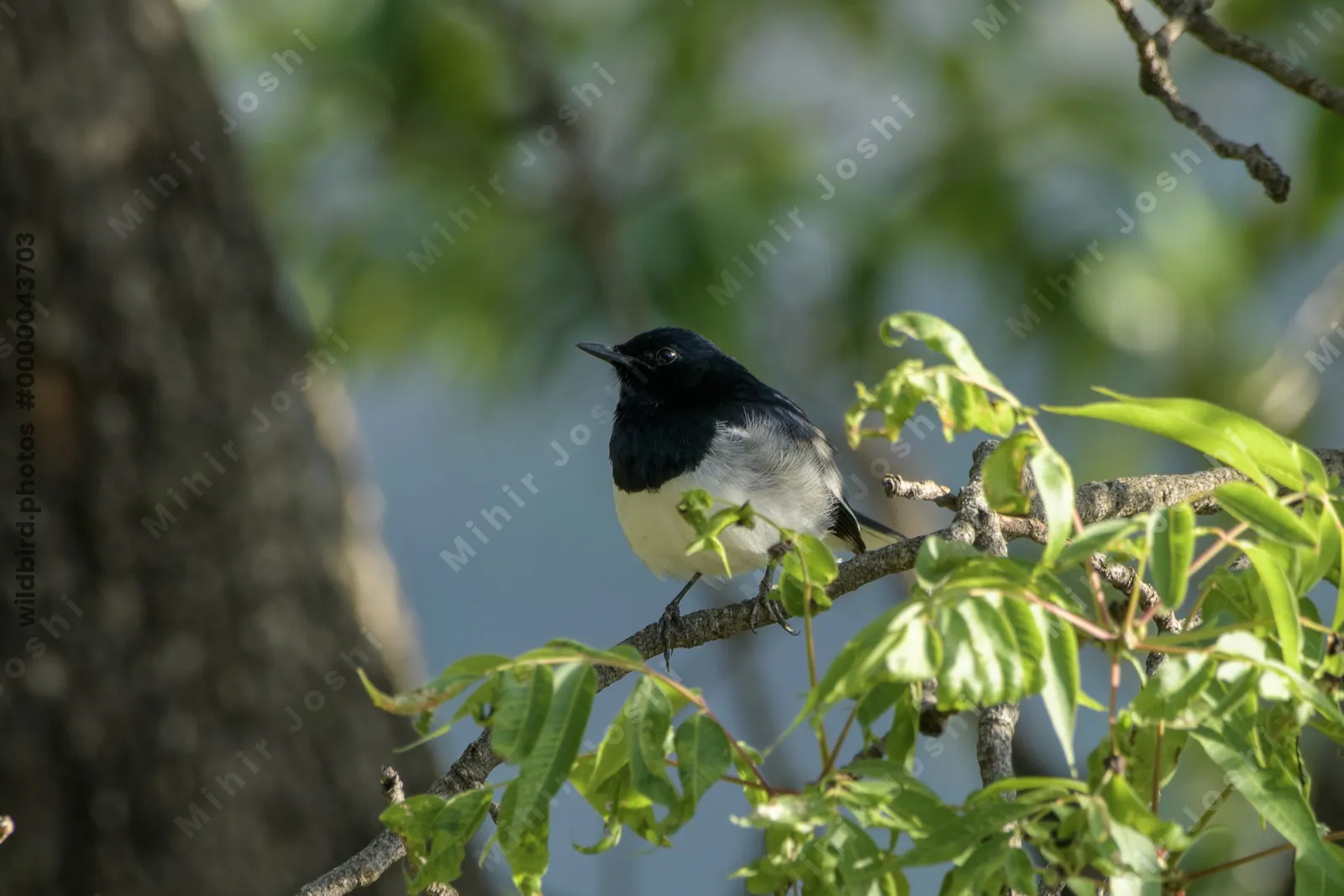 Oriental Magpie Robin (Copsychus saularis, Muscicapidae) perched on branch, Janjehli, Himachal Pradesh, India
