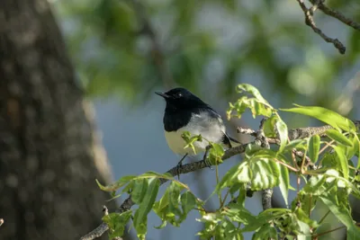 Oriental Magpie Robin (Copsychus saularis, Muscicapidae) perched on branch, Janjehli, Himachal Pradesh, India