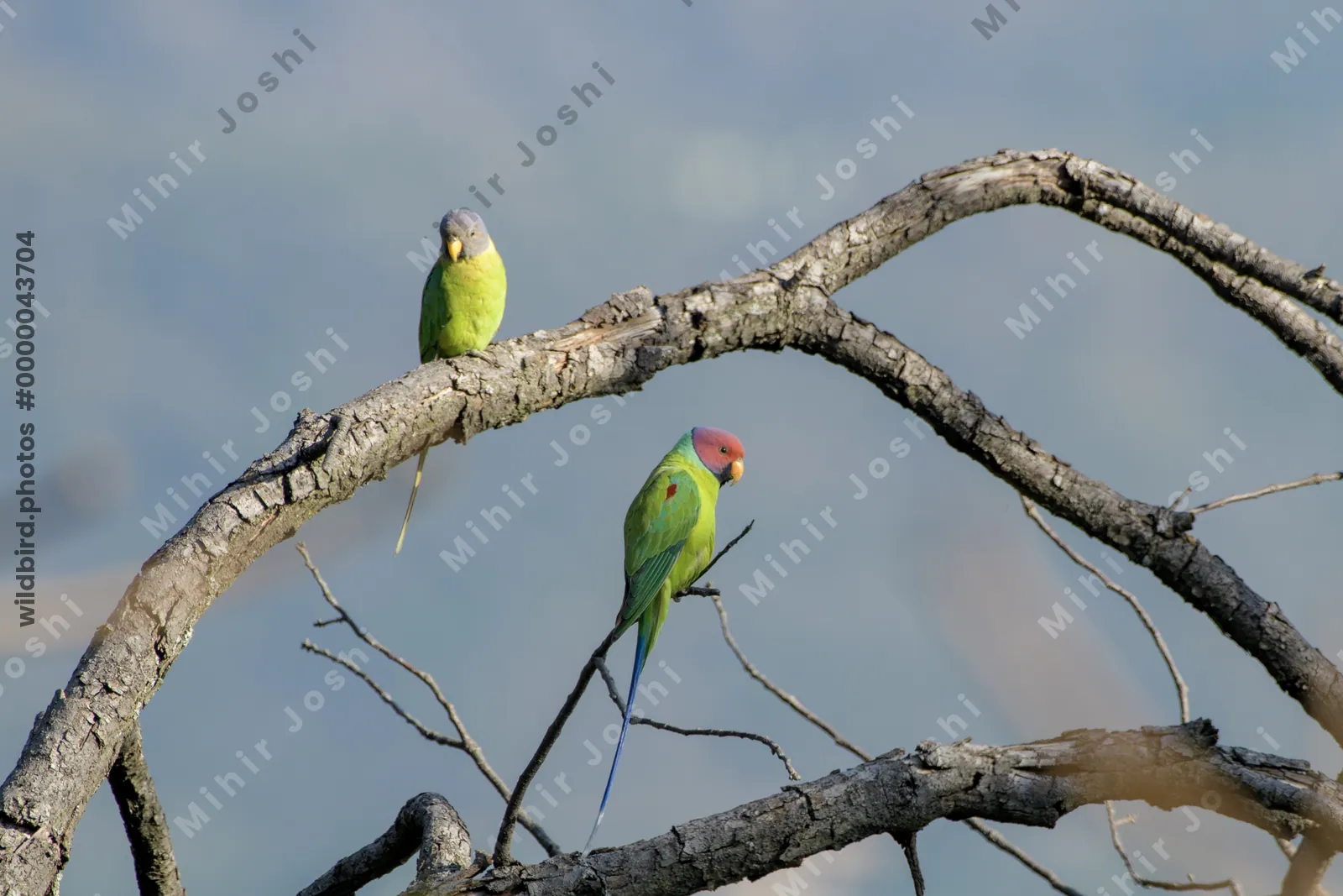 Plum-headed Parakeet (Psittacula cyanocephala, Psittaculidae) perched on branch, Janjehli, Himachal Pradesh, India