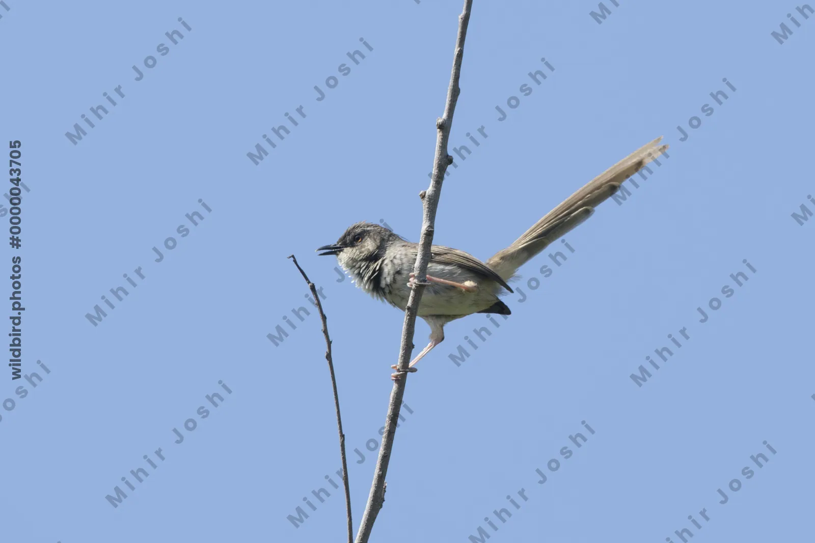 Himalayan Prinia (Prinia crinigera, Cisticolidae) in Janjehli, Himachal Pradesh, India
