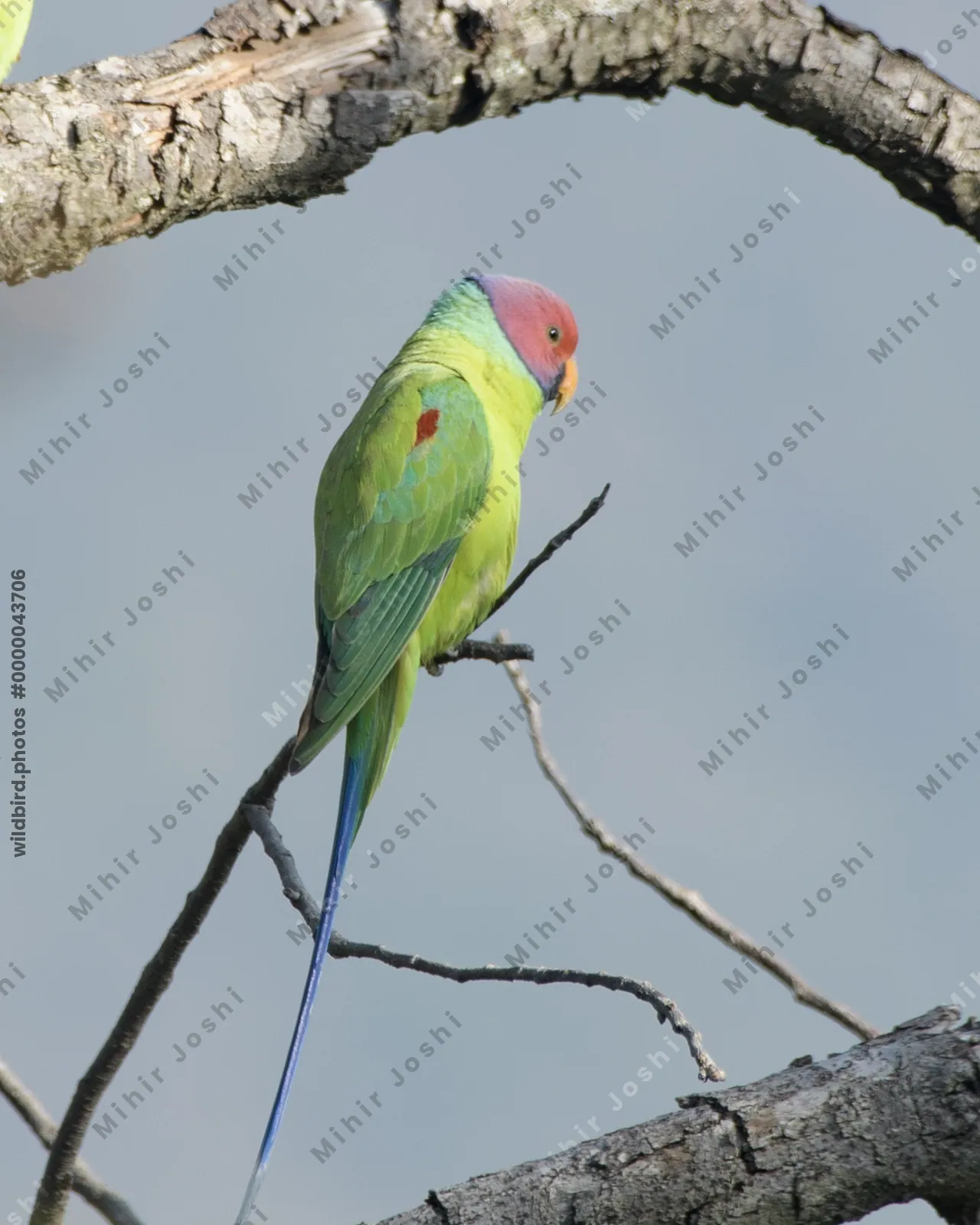 Plum-headed Parakeet (Psittacula cyanocephala, Psittaculidae) perched on branch, Janjehli, Himachal Pradesh, India