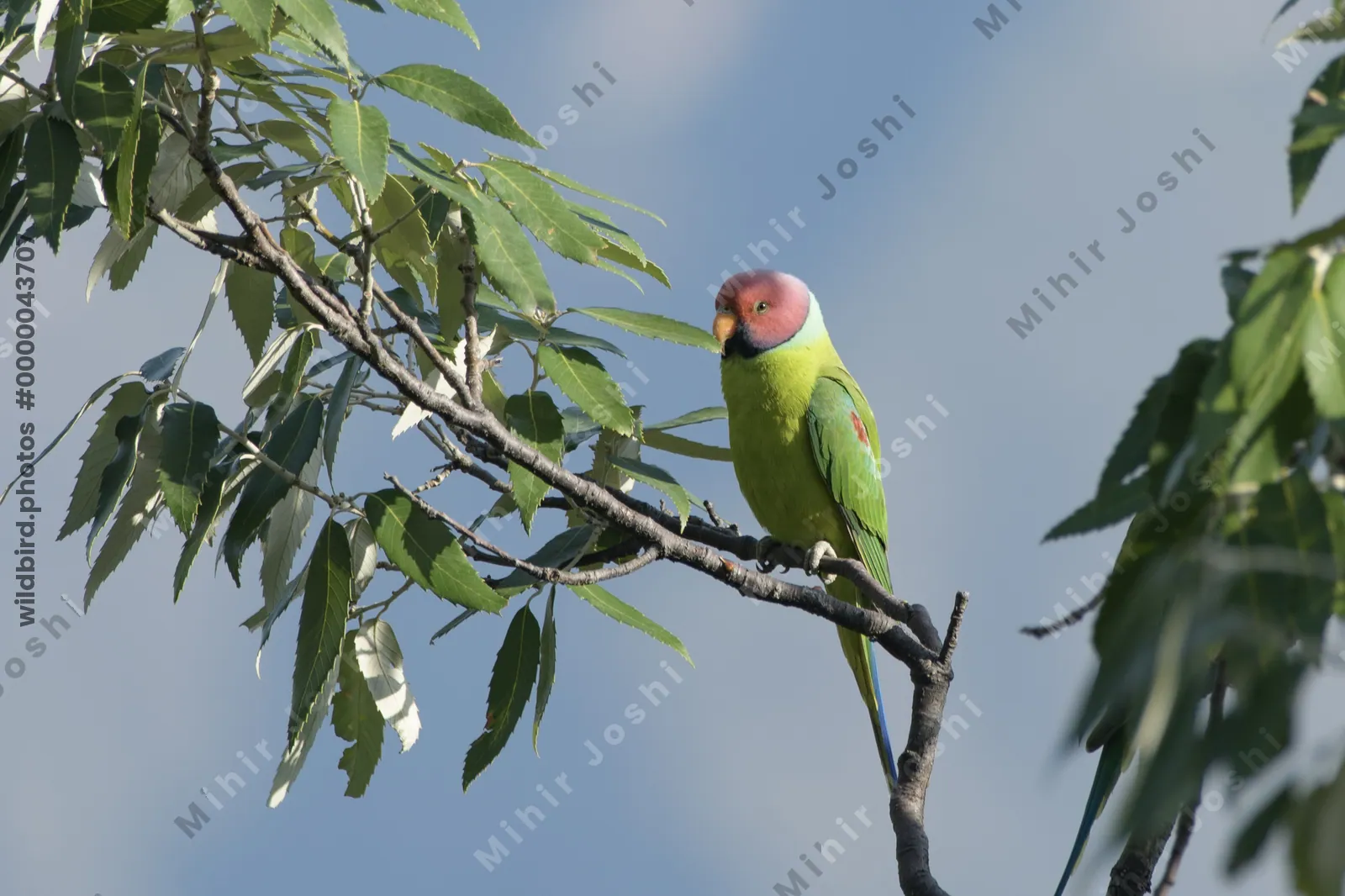 Plum-headed Parakeet (Psittacula cyanocephala, Psittaculidae) perched on branch, Janjehli, Himachal Pradesh, India