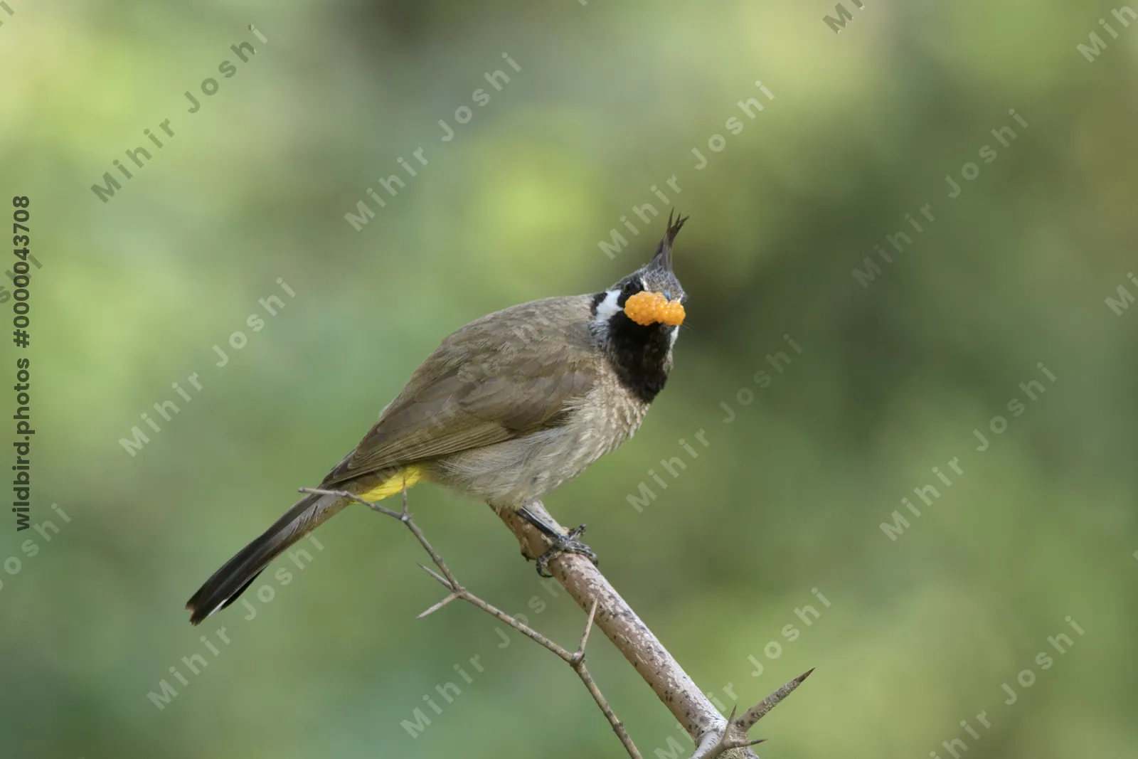 Himalayan Bulbul (Pycnonotus leucogenys, Pycnonotidae) feeding in Janjehli, Himachal Pradesh, India