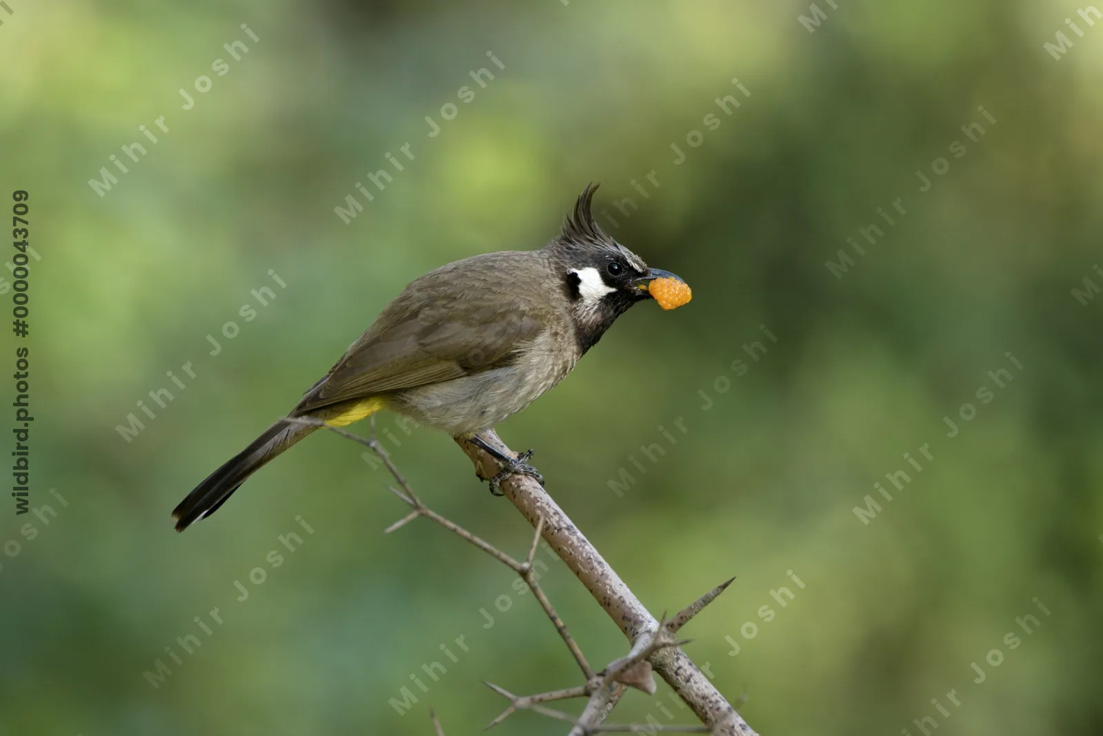Himalayan Bulbul (Pycnonotus leucogenys, Pycnonotidae) feeding in Janjehli, Himachal Pradesh, India