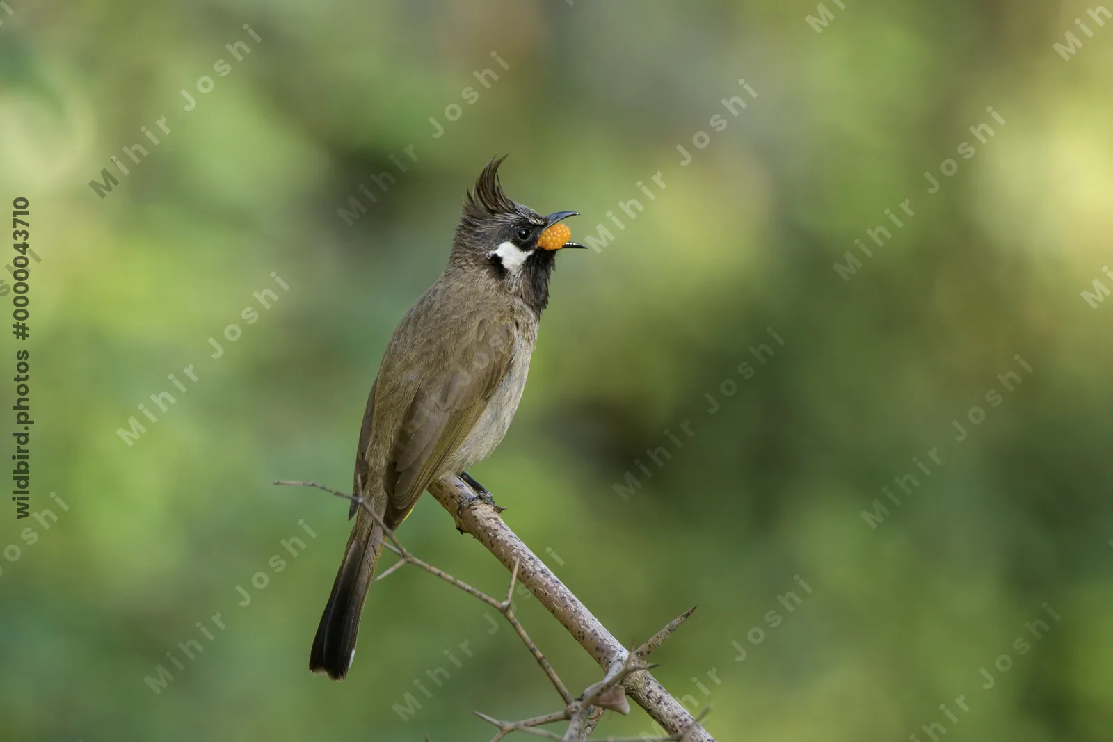 Himalayan Bulbul (Pycnonotus leucogenys, Pycnonotidae) feeding in Janjehli, Himachal Pradesh, India