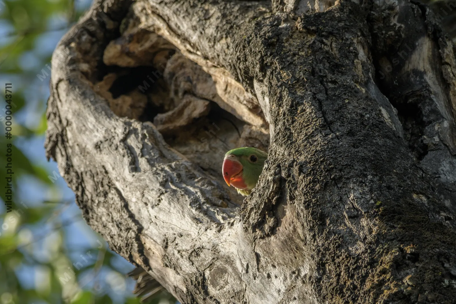 Alexandrine Parakeet chick (Psittacula eupatria, Psittaculidae) in Janjehli, Himachal Pradesh, India