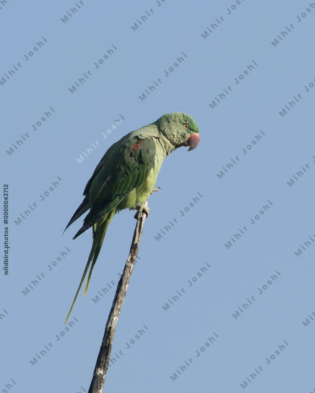 Alexandrine Parakeet (Psittacula eupatria, Psittaculidae) in Janjehli, Himachal Pradesh, India