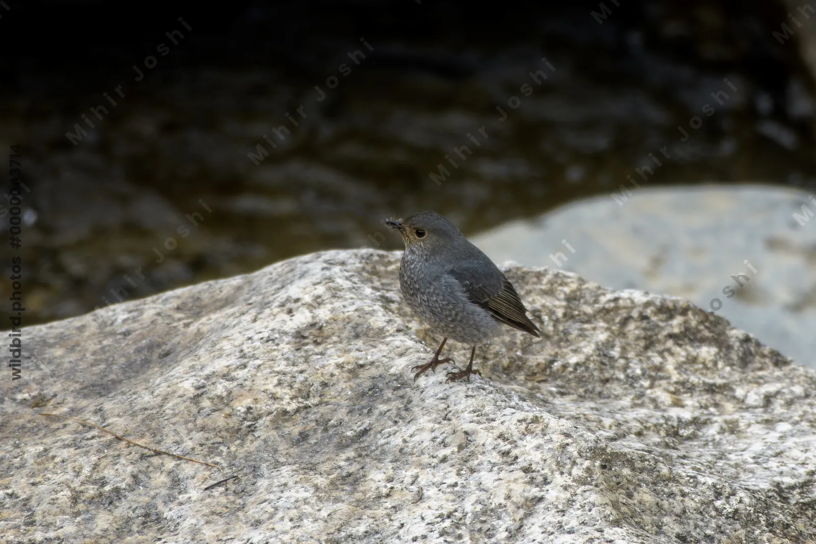 Plumbeous Redstart female (Phoenicurus fuliginosus, Muscicapidae) in Janjehli, Himachal Pradesh, India