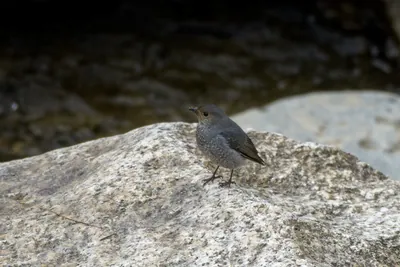 Plumbeous Redstart female (Phoenicurus fuliginosus, Muscicapidae) in Janjehli, Himachal Pradesh, India