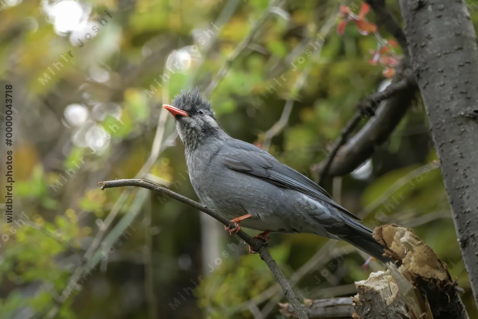 Himalayan Black Bulbul (Hypsipetes leucocephalus) perched on branch in forest habitat, India