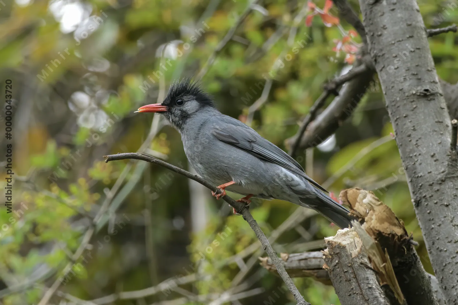 Himalayan Black Bulbul (Hypsipetes leucocephalus) perched on branch in forest habitat, India